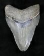 Bargain, Serrated Megalodon Tooth - Venice, FL #20559-1